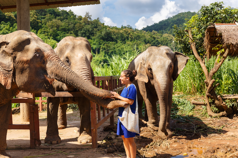 Chiang Mai Elephant Daycare Tour
